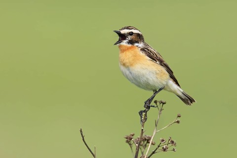 Whinchat (Saxicola rubetra) male singing, Brandenburg, Germany