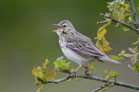 Tree Pipit (Anthus trivialis) singing, Schleswig-Holstein, Germany