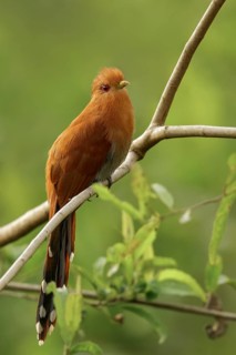 Little Cuckoo (Coccycua minuta) in the Pantalal region of Brazil