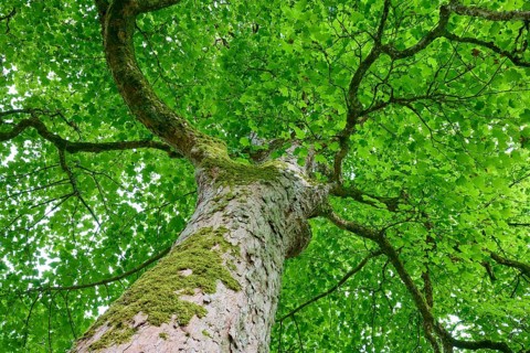 View of a towering tree with lush foliage, from the ground, Maple (Acer), Cawdor, Nairn, Scotland,