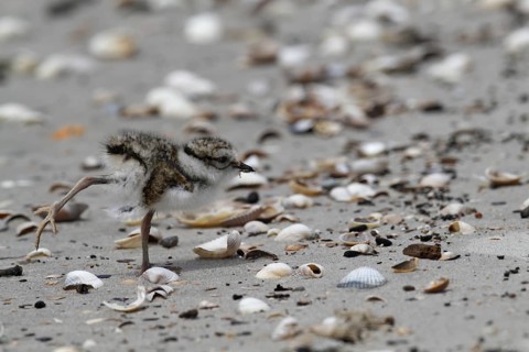 Common Ringed Plover (Charadrius hiaticula) chick, Lower Saxony, Germany