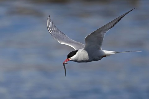 Arctic Tern (Sterna paradisaea) flying with a sandeel in its beak, Scotland, United Kingdom