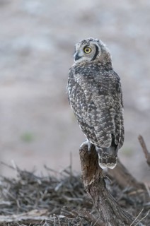 Spotted Eagle-owl (Bubo africanus) juvenile, Northern Cape, South Africa