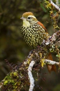 Pearled Treerunner (Margarornis squamiger), Bosque Unchog Reserve, Peru