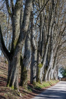 Leafless lime tree avenue (Tilia) in front of the Wülzburg, Weißenburg, Middle Franconia, m
