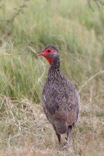 Swainson's Spurfowl, Pternistis swainsonii, Botswana, Chobe NP