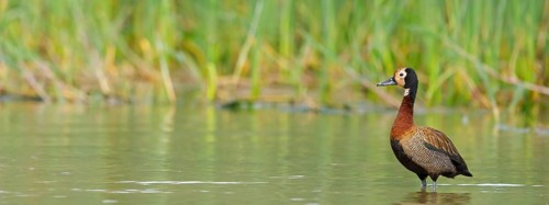 White-faced Whistling Duck, White-faced Whistling-Duck, White-faced Whistling-duck, (Dendrocygna