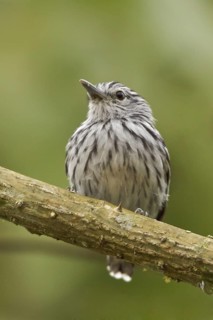 Pacific Antwren (Myrmotherula pacifica), Ecuador