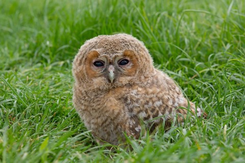 Tawny Owl (Strix aluco) chick in field, Saxony, Germany