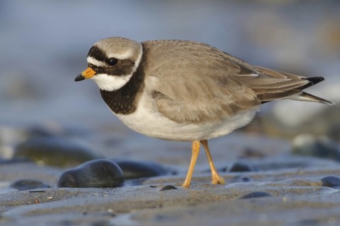 Common Ringed Plover (Charadrius hiaticula), Schleswig-Holstein, Germany
