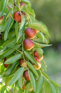 Chinese date (Ziziphus jujuba 'Lang'), Staatliche Lehr- und Versuchsanstalt für Gartenbau, Federal