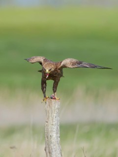 Schreiadler, lat. Aquila pomarina, auf Weidepfahl aufgeblockt beim Kröpfen einer Maus