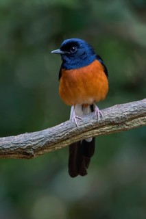White-rumped Shama (Copsychus malabaricus) male, Kaeng Krachan, Thailand