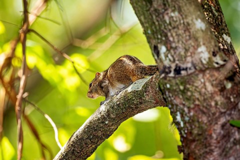 A chipmunk sits quietly on a branch surrounded by green foliage, Northern Palm Squirrel near