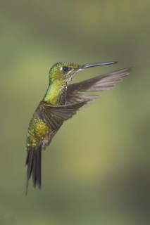 Empress Brilliant (Heliodoxa imperatrix), Ecuador