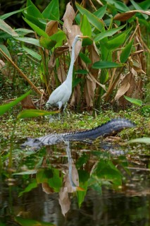 American alligator (Alligator mississippiensis) and great egret (Ardea alba) in the water, spring,