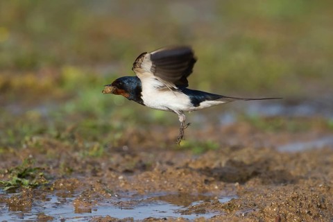 Barn Swallow - Rauchschwalbe - Hirundo rustica ssp. rustica, Morocco, adult female