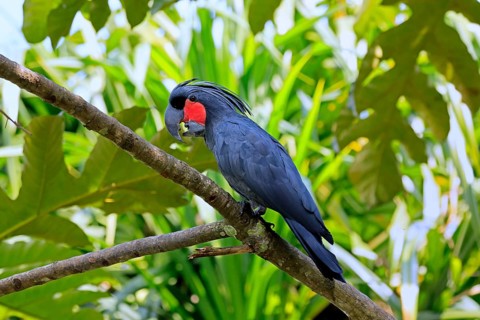 Palm Cockatoo (Probosciger aterrimus), Arabian Cockatoo, adult, on tree, perch, calling, Australia