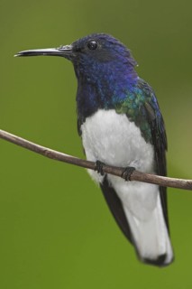 White-necked Jacobin (Florisuga mellivora), Ecuador