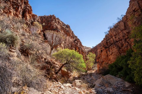 Olive trail, Naukluft Mountains plants and landscape, Namib-Naukluft Park, Hardap, Namibia