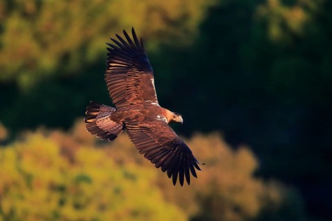 Spanish Imperial Eagle (Aquila adalberti) male flying, Andalusia, Spain