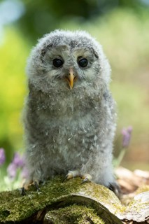Ural Owl (Strix uralensis) fledgling, captive, Germany