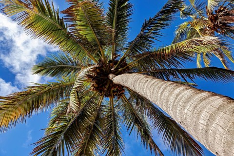 View from below of a palm tree trunk against a bright blue sky, The South Pacific palm trees on