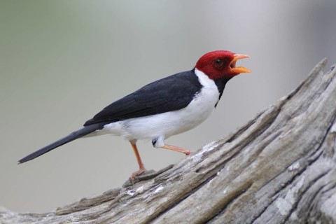 Yellow-billed Cardinal (Paroaria capitata), Pantanal, Brazil