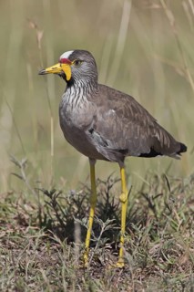 African Wattled Lapwing (Vanellus senegallus), Masai Mara, Kenya