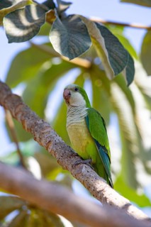 Monk parakeet (Myiopsitta monachus) Pantanal Brazil