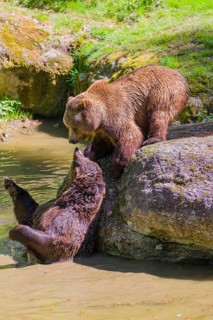 A Eurasian brown bear (Ursus arctos arctos) sow fighting with a big male in a pond