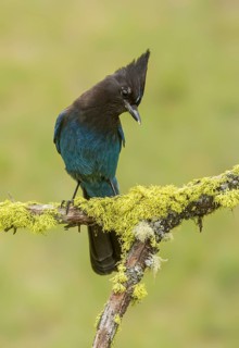 Steller's Jay (Cyanocitta stelleri), British Columbia, Canada