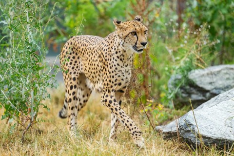 Cheetah (Acinonyx jubatus) walking on the ground, captive, occurrence Africa