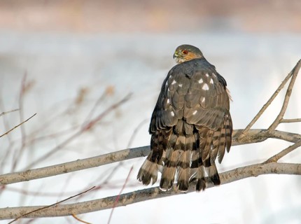 Sharp-shinned Hawk (Accipiter striatus), Saskatchewan, Canada
