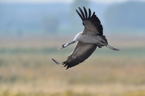 Common Crane (Grus grus) flying, Mecklenburg-Western Pomerania, Germany