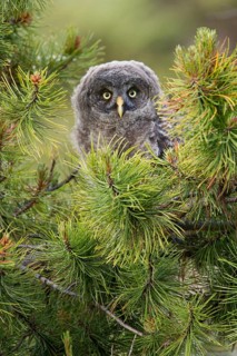 Great Grey Owl (Strix nebulosa) juvenile, British Columbia, Canada