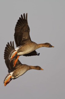 Taiga Bean Goose (Anser fabalis) flying, North Rhine-Westphalia, Germany