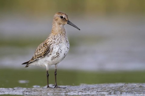 Dunlin (Calidris alpina), Vorarlberg, Austria