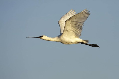 Eurasian Spoonbill (Platalea leucorodia) flying, Andalusia, Spain