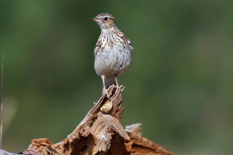 Woodlark (Lullula arborea), Brandenburg, Germany