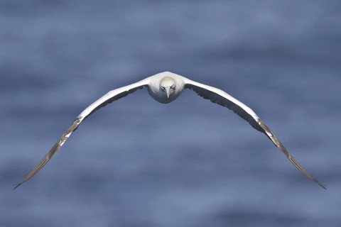 Northern Gannet (Morus bassanus), Newfoundland, Canada