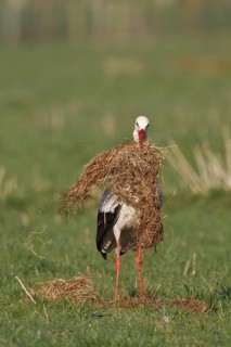 White Stork (Ciconia ciconia), North Rhine-Westphalia, Germany