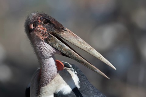 Marabou Stork (Leptoptilos crumenifer), Oromia, Ethiopia