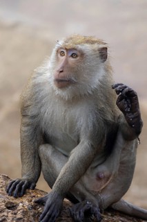 Long-tailed Macaque (Macaca fascicularis) close-up, Thailand