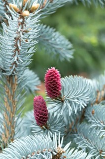 Blue spruce (Picea pungens 'Erich Frahm'), female flower, Saxon State Office for the Environment,