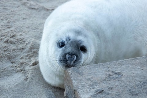 Atlantic grey seal (Halichoerus grypus) juvenile baby pup animal on a beach in winter, England,