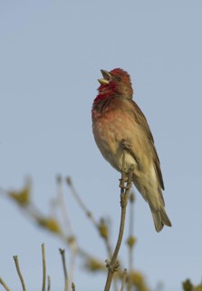 Common Rosefinch (Carpodacus erythrinus) male singing, Mecklenburg-Western Pomerania, Germany