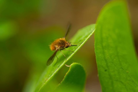 A close up image captures a major bumbilium perched on a lively green leaf, highlighting intricate