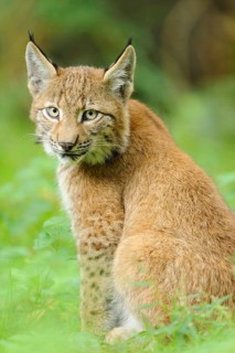 A young lynx observes its surroundings and shows its back in the dense greenery, Eurasian lynx