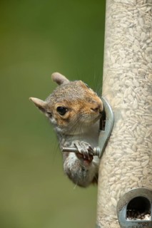 Grey squirrel (Sciurus carolinensis) adult animal feeding on sunflower seeds from a garden bird
